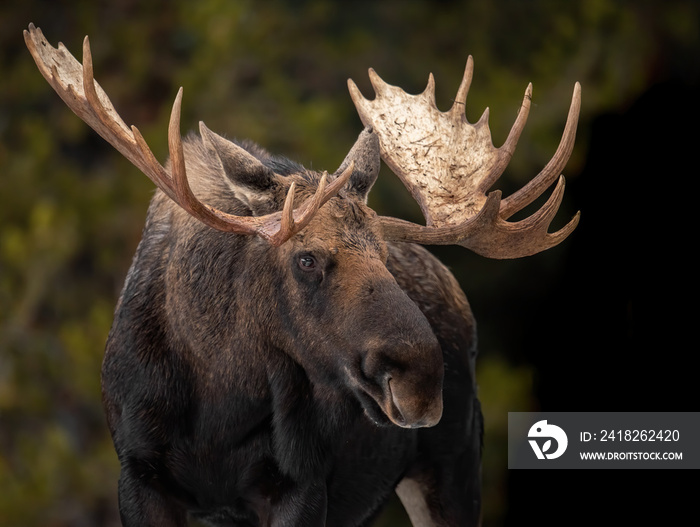 Moose in Jasper Canada