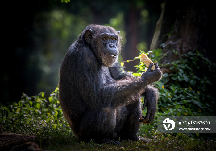 黑猩猩正在野外休息。