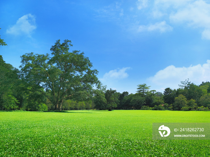 landscape of grass field and green environment public park use as natural background,backdrop