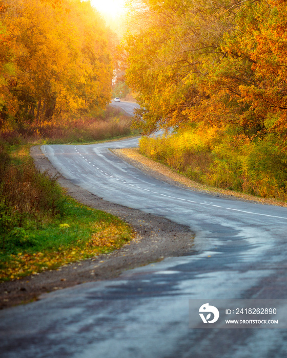 阳光下穿过森林的秋季公路美景。