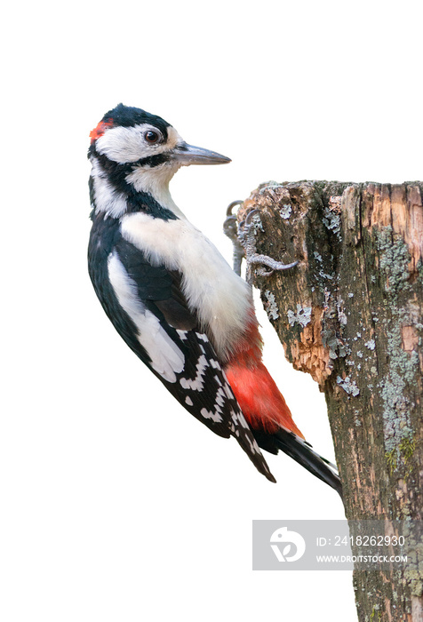 Great spotted woodpecker isolated