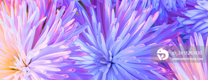 菊花花束的特写照片。抽象的花卉背景