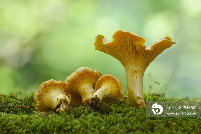 Chanterelle mushrooms close up. Edible mushroom Cantharellus cibarius in forest