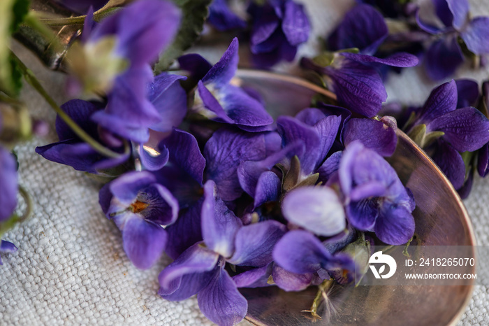 Violet violets flowers bloom from a spring forest. Viola odorata filled frame detail close up