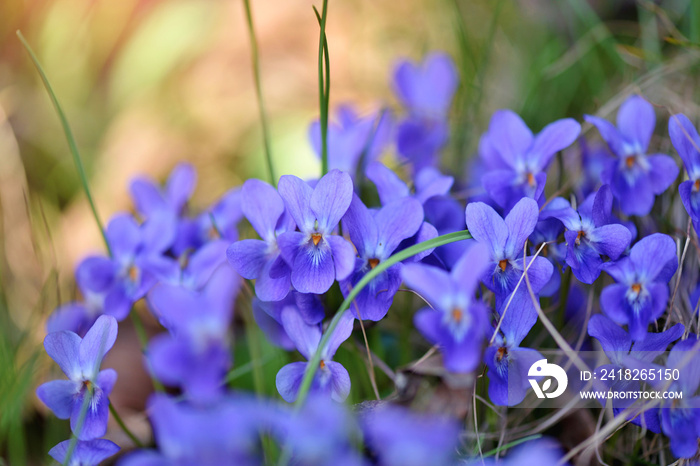 紫罗兰花（Viola odorata）