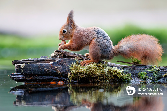 Eurasian red squirrel (Sciurus vulgaris)  searching for food in the forest of Noord Brabant in the N