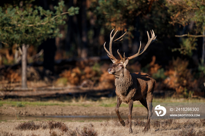 Red deer (Cervus elaphus) stag showing dominant behaviour in the rutting season on a heath field in 