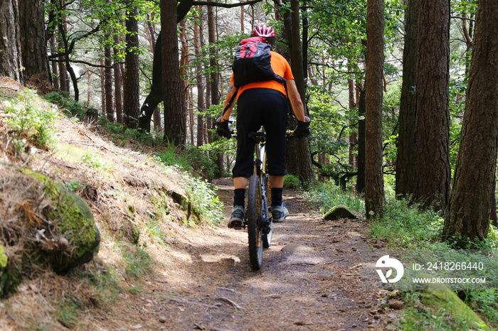 Mountain biker in the summery forest