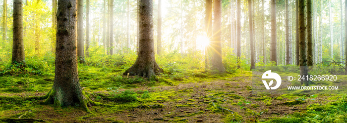 Sunrise in a foggy forest with bright sun shining through the trees