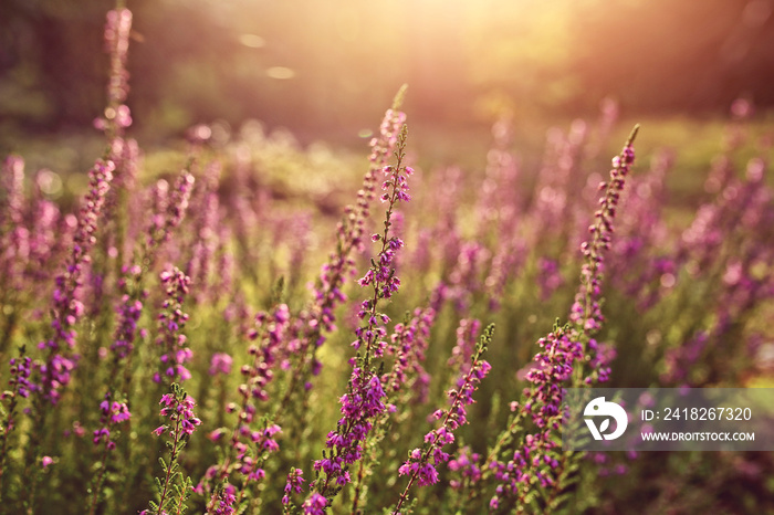 Sunny morning in the clearing with heather