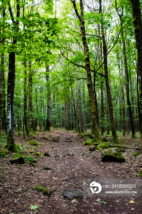 Waldlicht