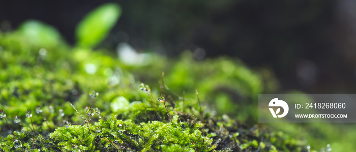 close up beautiful bright Green moss grown up and Drop of water cover the rough stones and on the fl