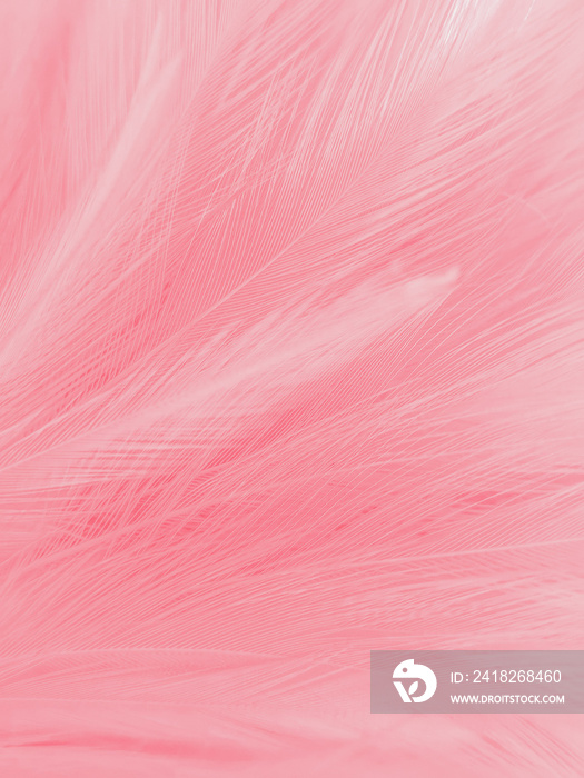 白色背景上美丽的抽象淡粉色羽毛，粉红色纹理上的白色羽毛框架