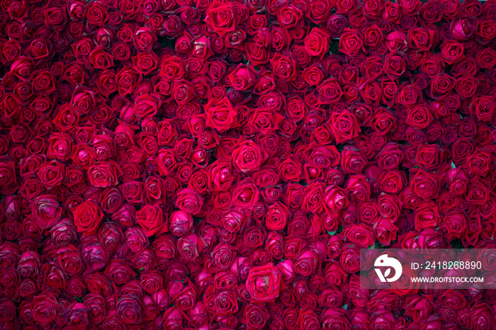 red rose flower for background