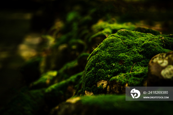 Beautiful green moss on the floor wallpaper background.