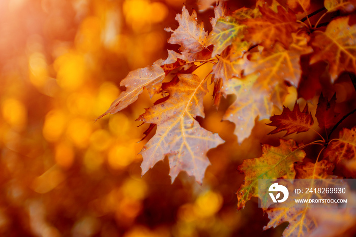 Autumn leaves on the forrest trees.