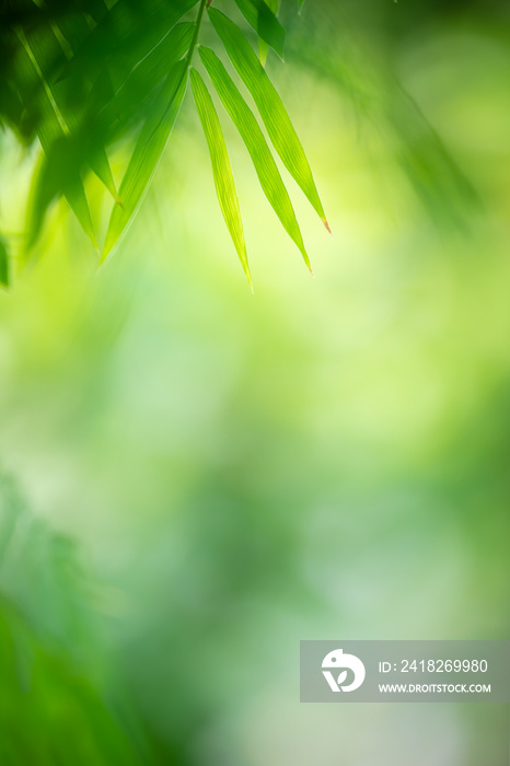 夏季花园中绿叶的性质。天然绿叶植物用作春季背景冠状病毒