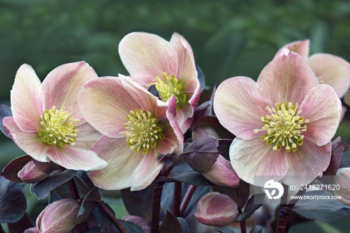 扁豆玫瑰（Helleborus x hybridus）