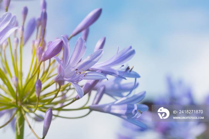 在一个阳光明媚的日子里，在蓝天的映衬下，近距离欣赏到蓝百合——Agapanthus praecox