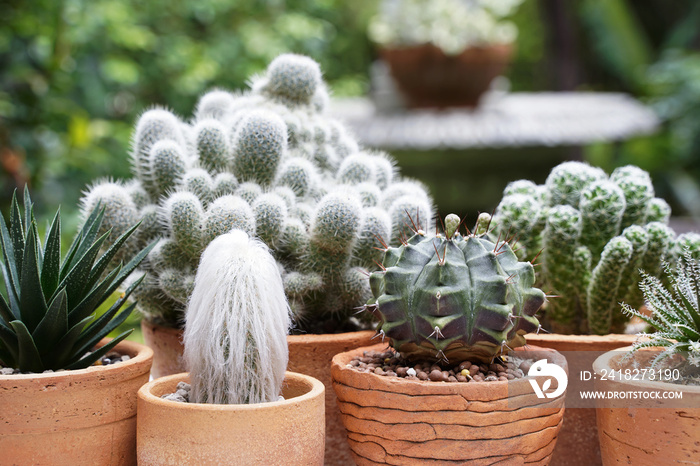 Succulents and Cactus in different clay pots on the white table. Scandinavian hipster home decoratio