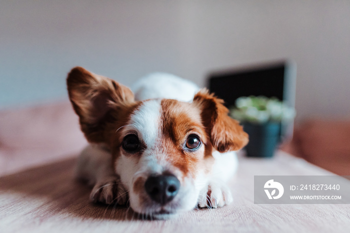 cute jack russell dog working on laptop at home. Technology concept