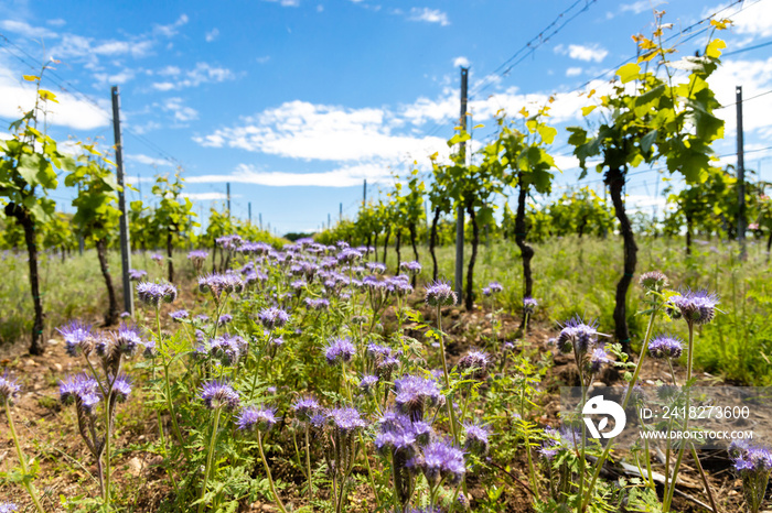 捷克共和国摩拉维亚有机葡萄园的花卉间距