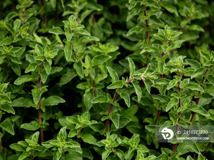 花园里的牛至马郁兰植物