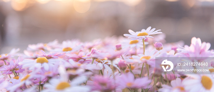 Flowering of white purple daisies with sunlight and bokeh background ,Gardening concept ,panorama