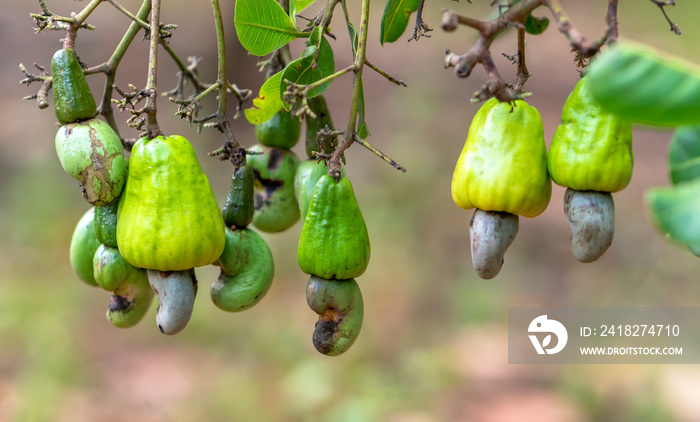 树上的腰果或西洋Anacardium occidentale在收获期间即将成熟。这是一个f