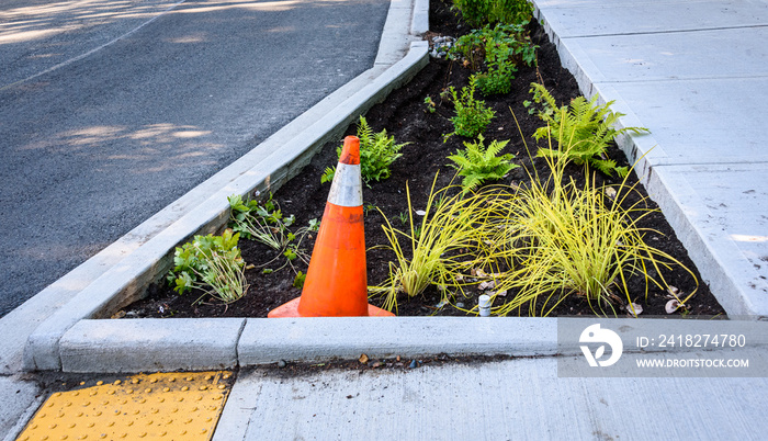 Newly planted median between the street and new sidewalk, including disabled entrance ramp, ferns, o