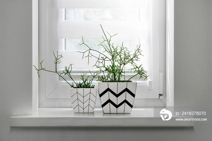 Two flower pots with geometric patterns with rhipsalis plants planted in them stand on windowsill wi