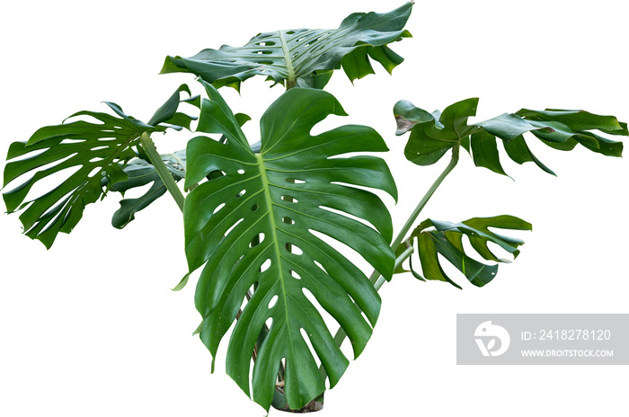 Monstera Jungle植物隔离株