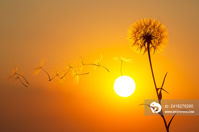 蒲公英的种子在日落的天空背景下飞舞。大自然的花卉植物学