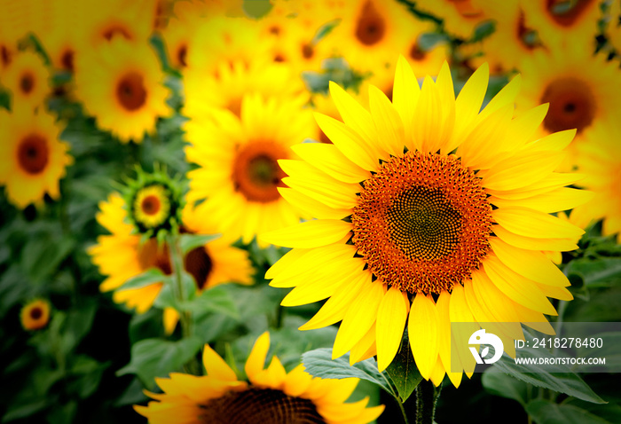 Blooming sunflowers close up