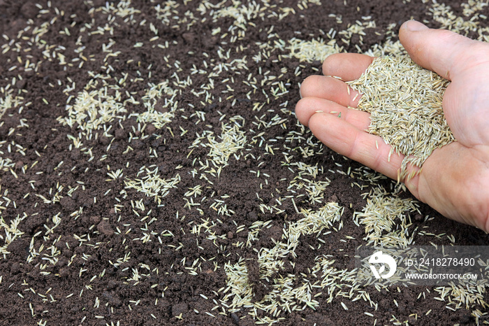 A handful of grass seed being spread on prepared soil.
