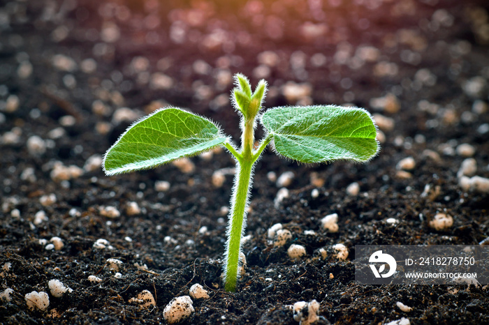 Young soy plant sprouting from soil