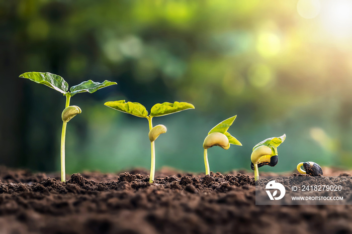 soybean growth in farm with green leaf background. plant seeding growing step concept