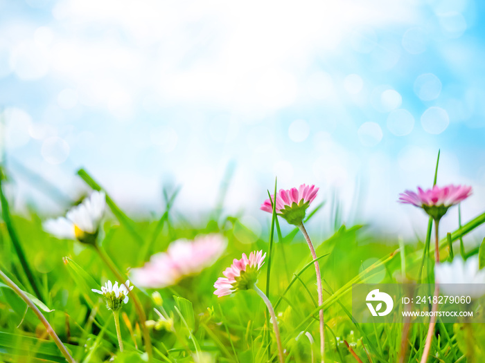 Spring nature background with daisies - bellis perennis, marguerite and blue sky