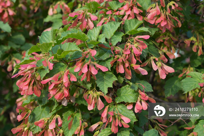 Acer tataricum, Tatar maple, Tatarian maple foliage and fruit