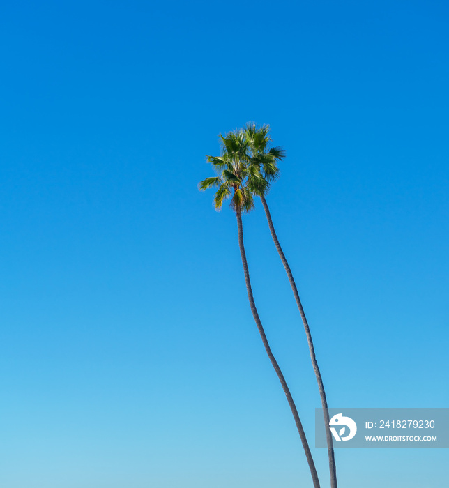 两棵高高的薄棕榈树，天空湛蓝