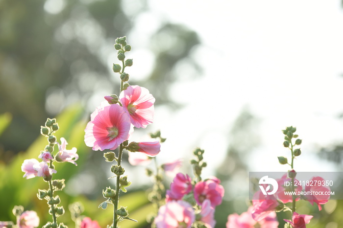 五彩缤纷的花朵和清晨的阳光