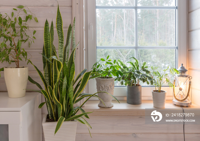 Group of houseplant on white wooden windowsill in a Scandinavian-style room. Home decoration lifesty