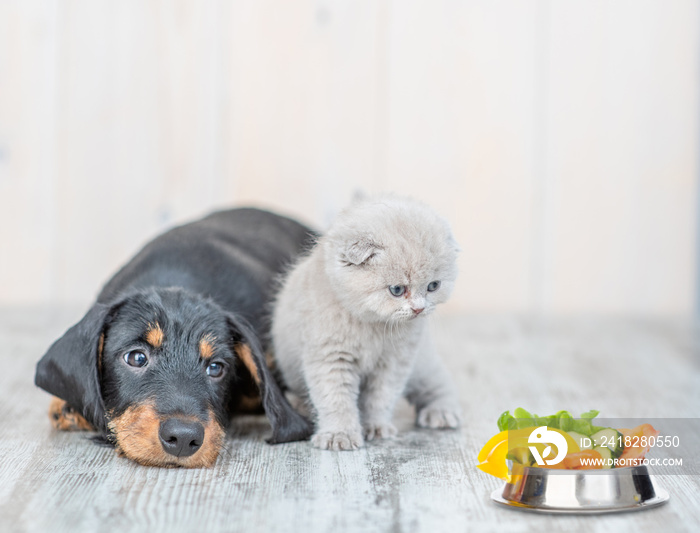 Cute baby kitten sitting with dachshund puppy on the floor at home looking on a bowl of vegetables