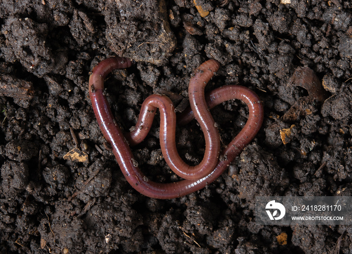 Earthworms (Dendrobena Veneta) in black soil