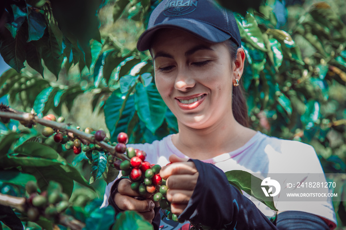 Farm Woman Picking Coffee