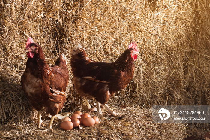 农村农场的生活方式，母鸡在农村的一堆稻草上孵化鸡蛋