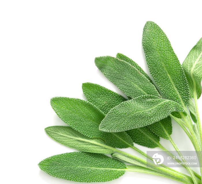 Close up a fresh green sage herb leaf on white background