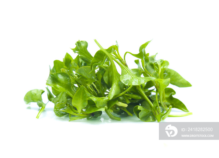 Watercress leaf isolated on white background