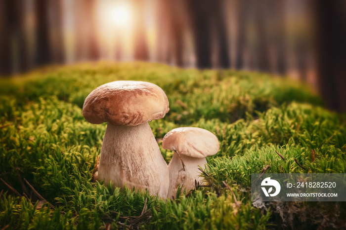 Forest porcini grow in the moss in the forest