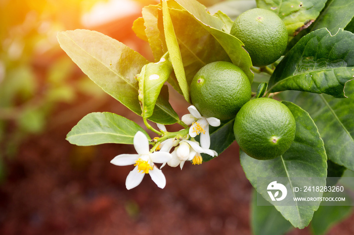 Fresh lime trees.